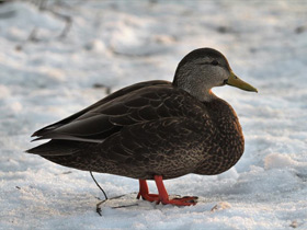 Фото Eastern spot-billed duck