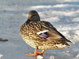 Фото Eastern spot-billed duck