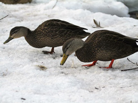 Фото Eastern spot-billed duck