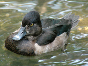 Фото Ring-necked duck