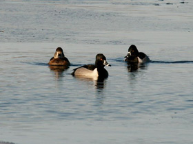 Фото Ring-necked duck