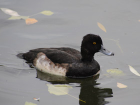 Фото Tufted duck