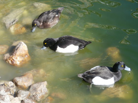 Фото Tufted duck
