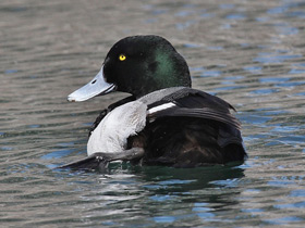 Фото Greater scaup