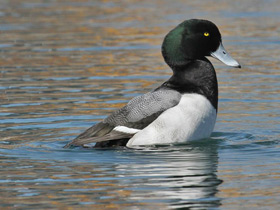 Фото Greater scaup