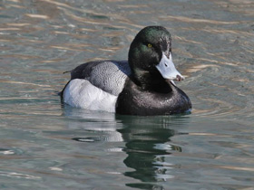 Фото Greater scaup