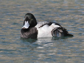 Фото Greater scaup