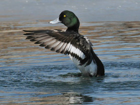 Фото Greater scaup