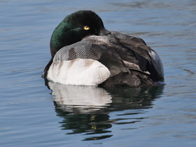 Фото Greater scaup