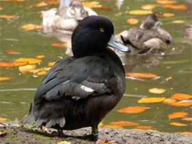 Фото Porrón maorí