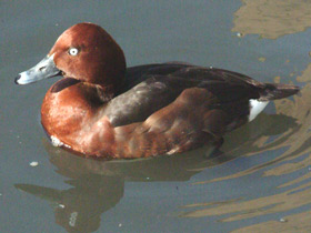 Фото Ferruginous duck