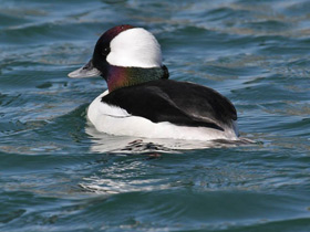 Фото Bufflehead