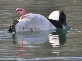 Фото Bufflehead