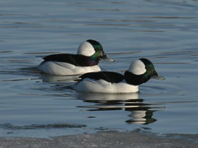 Фото Bufflehead