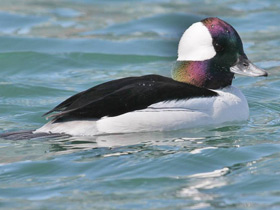 Фото Bufflehead