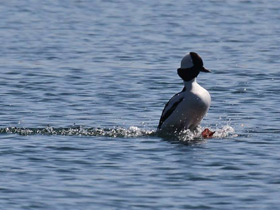 Фото Bufflehead