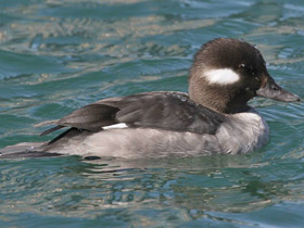 Фото Bufflehead