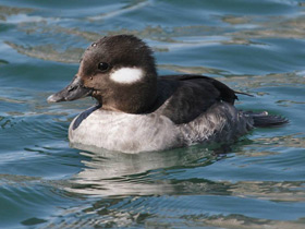 Фото Bufflehead