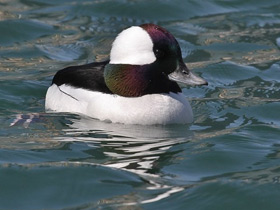 Фото Bufflehead