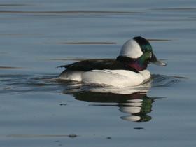 Фото Bufflehead