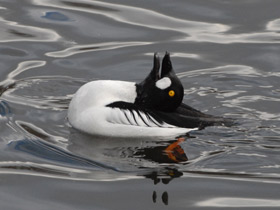 Фото Common goldeneye