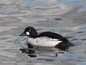 Фото Common goldeneye