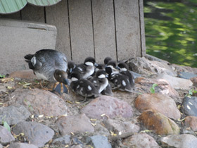 Фото Common goldeneye