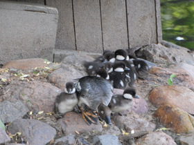 Фото Common goldeneye