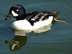 Фото Barrow's goldeneye