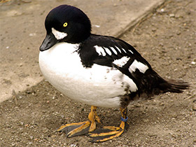 Фото Barrow's goldeneye