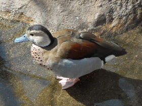 Фото Ringed teal