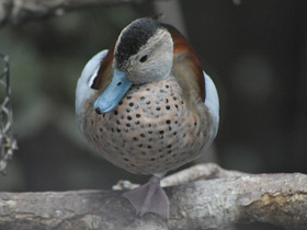 Фото Ringed teal