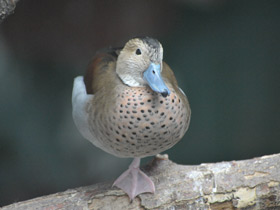 Фото Ringed teal