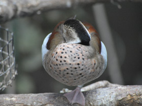 Фото Ringed teal