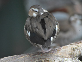 Фото Ringed teal