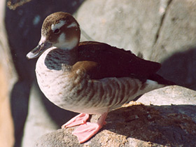 Фото Ringed teal