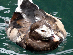 Фото Long-tailed duck