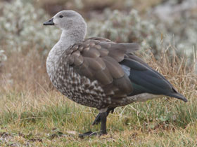 Фото Blue-winged goose