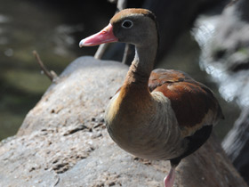 Фото Black-bellied whistling duck