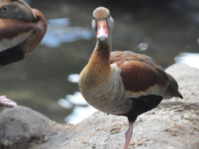 Фото Black-bellied whistling duck