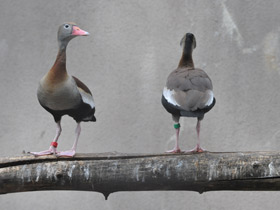 Фото Black-bellied whistling duck