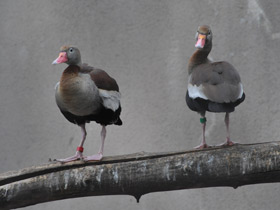 Фото Black-bellied whistling duck