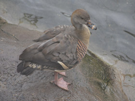 Фото Plumed whistling duck