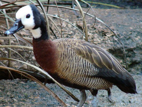Фото White-faced whistling duck