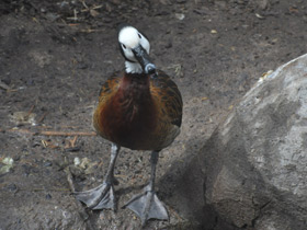 Фото White-faced whistling duck