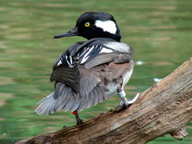 Фото Hooded merganser