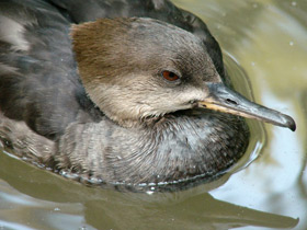 Фото Hooded merganser