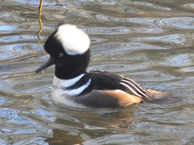 Фото Hooded merganser