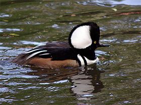 Фото Hooded merganser