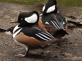 Фото Hooded merganser